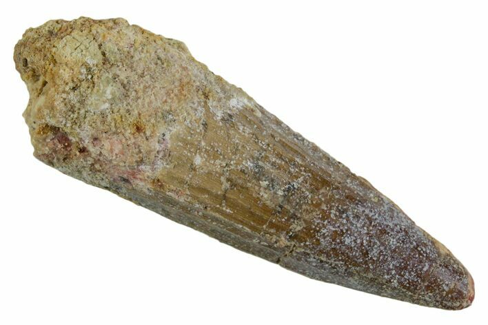 Fossil Spinosaurus Tooth - Real Dinosaur Tooth #346915